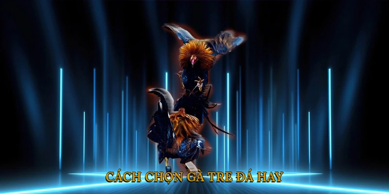 Cách Chọn Gà Tre Đá Hay – Kinh Nghiệm Từ Cao Thủ