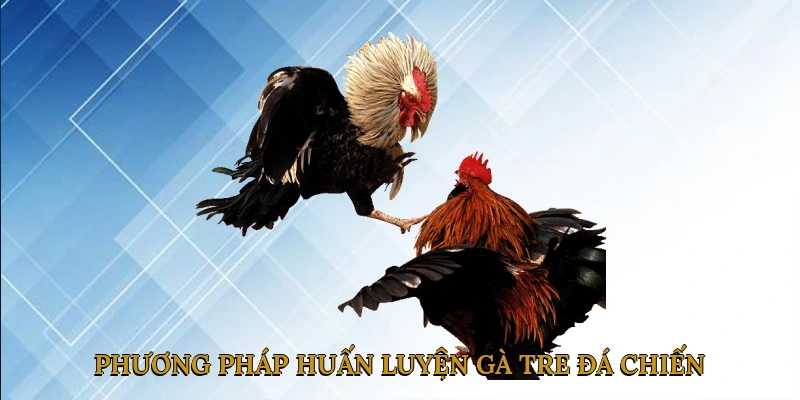 Phương Pháp Huấn Luyện Gà Tre Đá Chiến