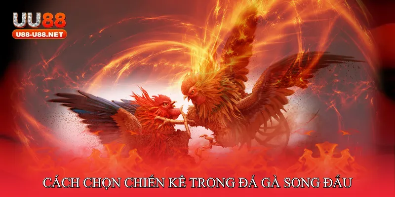 Cách chọn chiến kê trong đá gà song đấu