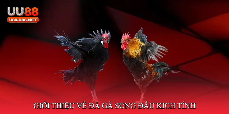 Giới thiệu về đá gà song đấu kịch tính